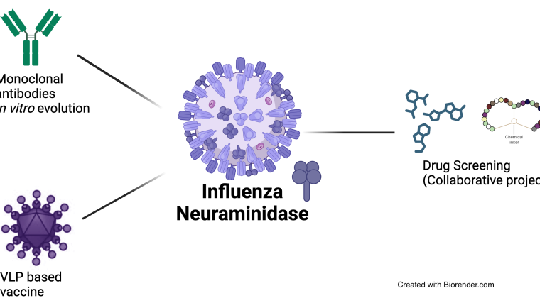 Our research centers around the influenza neuraminidase protein as a promising target for therapeutic interventions, including antibodies, drugs, and vaccines.